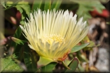 Bloemen